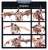 Tyranids: Gargoyles (Warhammer 40,000 | 51-12)